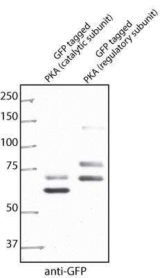 Western Blot Detection of GFP Tagged PKA Subunits in HEK293T Cells