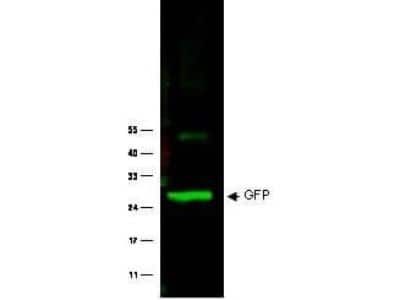 GFP Detection in Spiked HeLa Whole Cell Lysate by Western Blot
