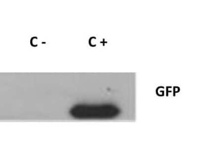 Western Blot Analysis of GFP in Transfected and Positive Control 293FT Cells