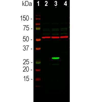 Western Blot: GFP Antibody [NBP2-50059]