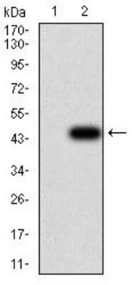 Western Blot: GFPT1 Antibody (1F1A4)BSA Free [NBP2-52472]