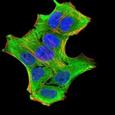 Immunocytochemistry/ Immunofluorescence: GFPT1 Antibody (1F1B9) - BSA Free [NBP2-52474]
