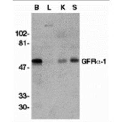 Western Blot: GFR alpha-1/GDNF R alpha-1 AntibodyBSA Free [NBP1-77043]