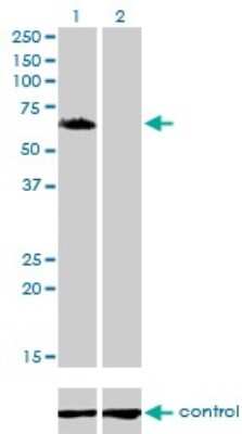 Western Blot: GGA1 Antibody (1G8) [H00026088-M02]