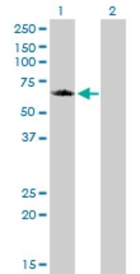 Western Blot: GGA1 Antibody (1G8) [H00026088-M02]
