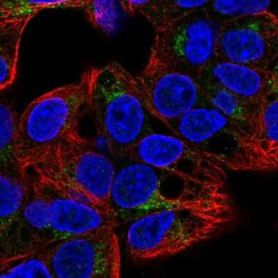 Immunocytochemistry/ Immunofluorescence: GGA2 Antibody [NBP2-58645]