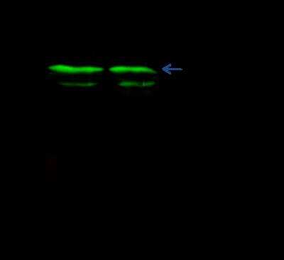 Immunoprecipitation: GIF Antibody (012) [NBP2-90226]
