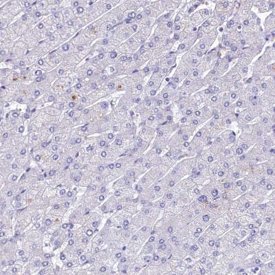 Immunohistochemistry-Paraffin: GIF Antibody [NBP1-81610]