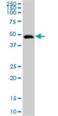Western Blot: GIF Antibody [H00002694-D01P]
