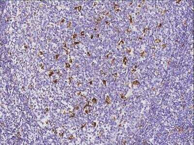 Immunohistochemistry-Paraffin: GILT/IFI30 Antibody (003) [NBP2-90133]