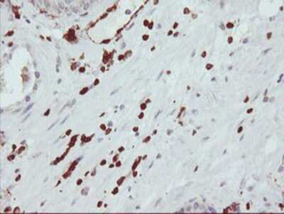 Immunohistochemistry-Paraffin: GIMAP4 Antibody (OTI1C6) [NBP2-03730]