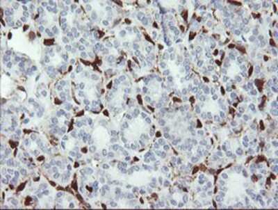 Immunohistochemistry-Paraffin: GIMAP4 Antibody (OTI1C6) [NBP2-03730]