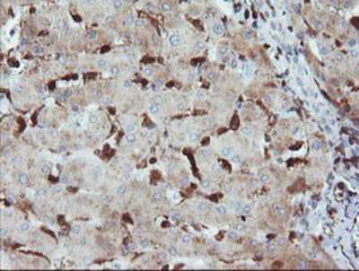 Immunohistochemistry-Paraffin: GIMAP4 Antibody (OTI1C6) [NBP2-03730]