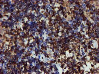 Immunohistochemistry-Paraffin: GIMAP4 Antibody (OTI1C6) [NBP2-03730]