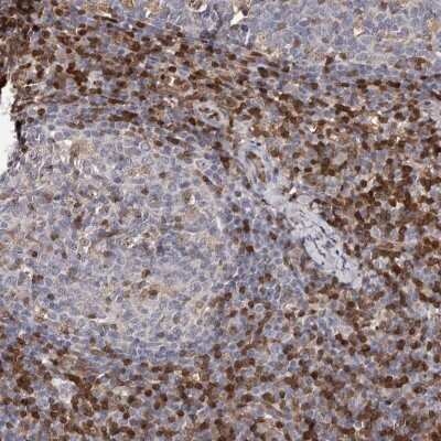 Immunohistochemistry-Paraffin: GIMAP4 Antibody [NBP1-83776]