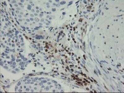 Immunohistochemistry: GIMAP4 Antibody (OTI1A11) - Azide and BSA Free [NBP2-71996]