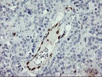 Immunohistochemistry: GIMAP4 Antibody (OTI1A11) - Azide and BSA Free [NBP2-71996]