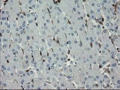 Immunohistochemistry: GIMAP4 Antibody (OTI1A11) - Azide and BSA Free [NBP2-71996]