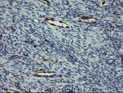 Immunohistochemistry: GIMAP4 Antibody (OTI1A11) - Azide and BSA Free [NBP2-71996]