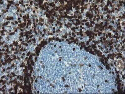 Immunohistochemistry: GIMAP4 Antibody (OTI1A11) - Azide and BSA Free [NBP2-71996]