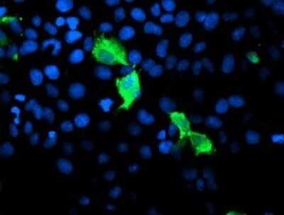 Immunofluorescence: GIMAP4 Antibody (OTI1A11) [NBP2-45854]
