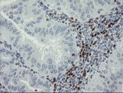 Immunohistochemistry: GIMAP4 Antibody (OTI1A11) [NBP2-45854]