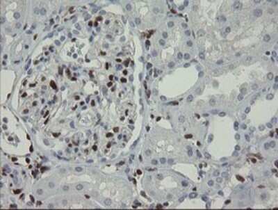 Immunohistochemistry: GIMAP4 Antibody (OTI1A11) [NBP2-45854]