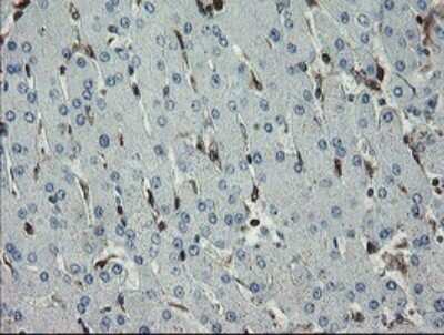 Immunohistochemistry: GIMAP4 Antibody (OTI1A11) [NBP2-45854]