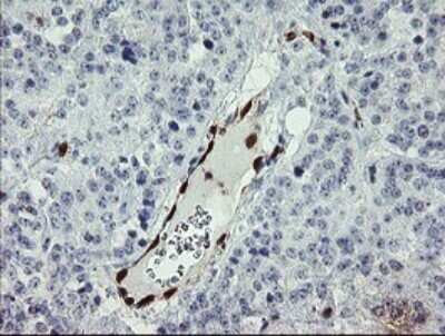 Immunohistochemistry: GIMAP4 Antibody (OTI1A11) [NBP2-45854]