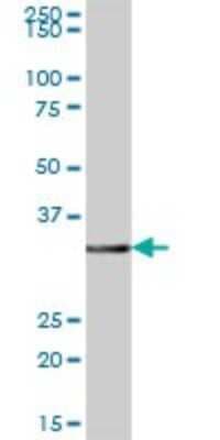 Western Blot: GIMAP7 Antibody [H00168537-B01P]