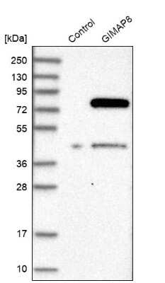 Western Blot: GIMAP8 Antibody [NBP1-85060]