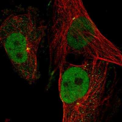 Immunocytochemistry/ Immunofluorescence: GINS4 Antibody [NBP1-82748]