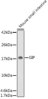 Western Blot: GIP AntibodyAzide and BSA Free [NBP3-04865]