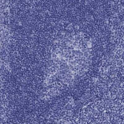 Immunohistochemistry-Paraffin: GIP Antibody [NBP3-17034]