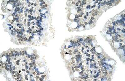 Immunohistochemistry-Paraffin: GIPC2 Antibody [NBP1-55244]