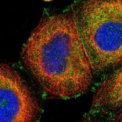 Immunocytochemistry/ Immunofluorescence: GIT1 Antibody [NBP1-85798]