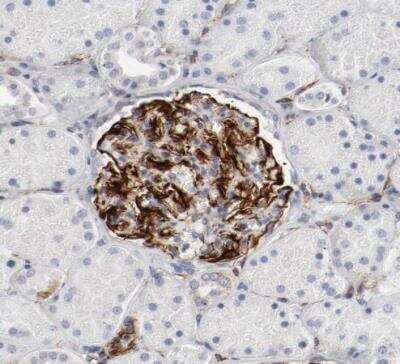 Immunohistochemistry-Paraffin: GIT1 Antibody [NBP1-86144]