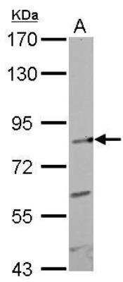 Western Blot: GIT1 Antibody [NBP1-31447]