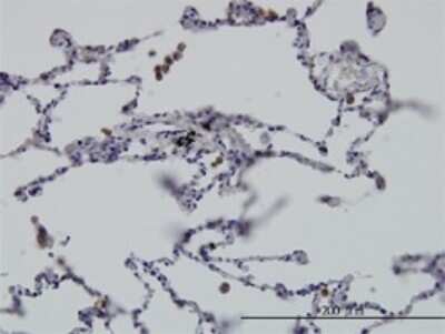 Immunohistochemistry-Paraffin: GIT2 Antibody (3B5-B9) [H00009815-M01]