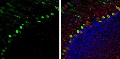 Immunohistochemistry-Frozen: GIT2 Antibody [NBP2-16661]