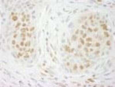 Immunohistochemistry-Paraffin: GIT2 Antibody [NBP1-19143]