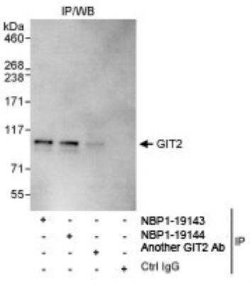 Immunoprecipitation: GIT2 Antibody [NBP1-19143]