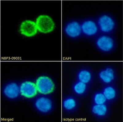 Immunocytochemistry/ Immunofluorescence: GITR/TNFRSF18 Antibody (DTA-1) - Chimeric - Azide and BSA Free [NBP3-09031]