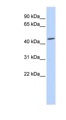 Western Blot: GJC2 Antibody [NBP1-59263]