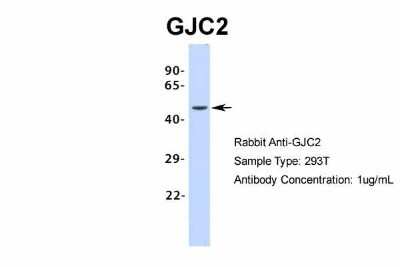 Western Blot: GJC2 Antibody [NBP1-59263]