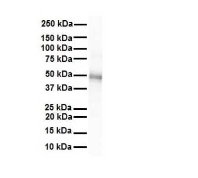 Western Blot: GJC2 Antibody [NBP1-59263]