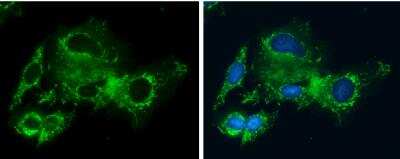Immunocytochemistry/ Immunofluorescence: GLDC Antibody [NBP1-32907]