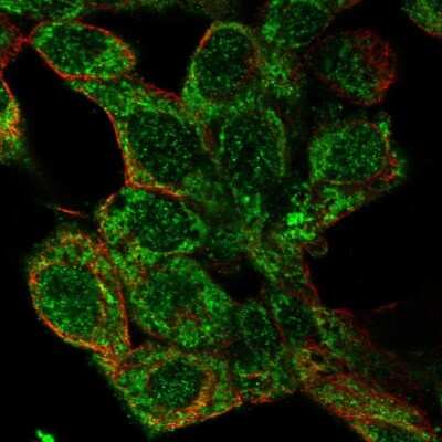 Immunocytochemistry/ Immunofluorescence: GLDC Antibody [NBP2-38682]