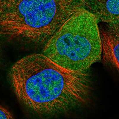 Immunocytochemistry/ Immunofluorescence: GLOD4 Antibody [NBP1-88462]