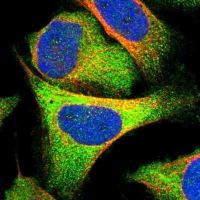 Immunocytochemistry/ Immunofluorescence: GLOD4 Antibody [NBP1-88463]